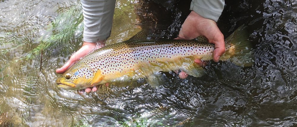 Fish Species