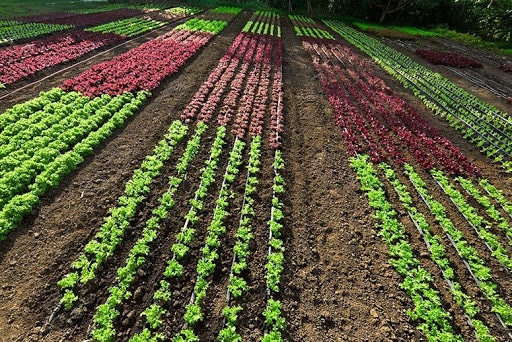 Polyculture