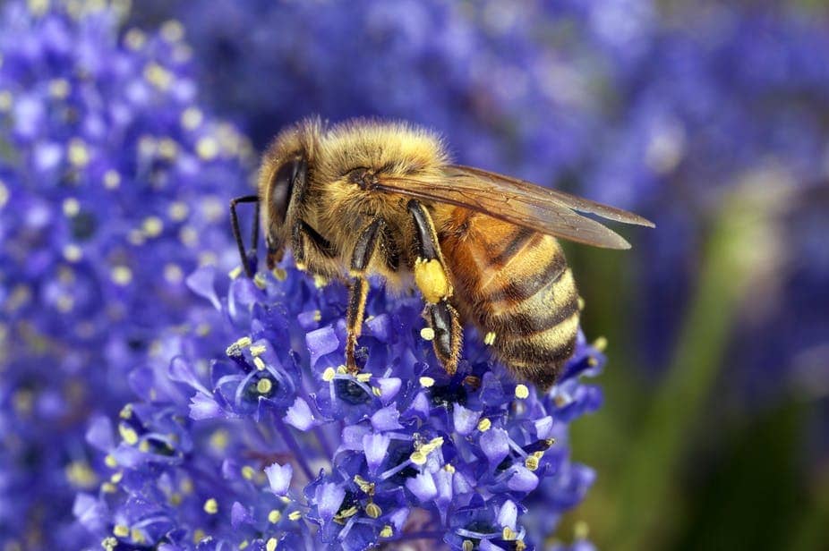 insect in monoculture and polyculture