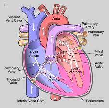 Biology Project On Heart Disease For Class 10th