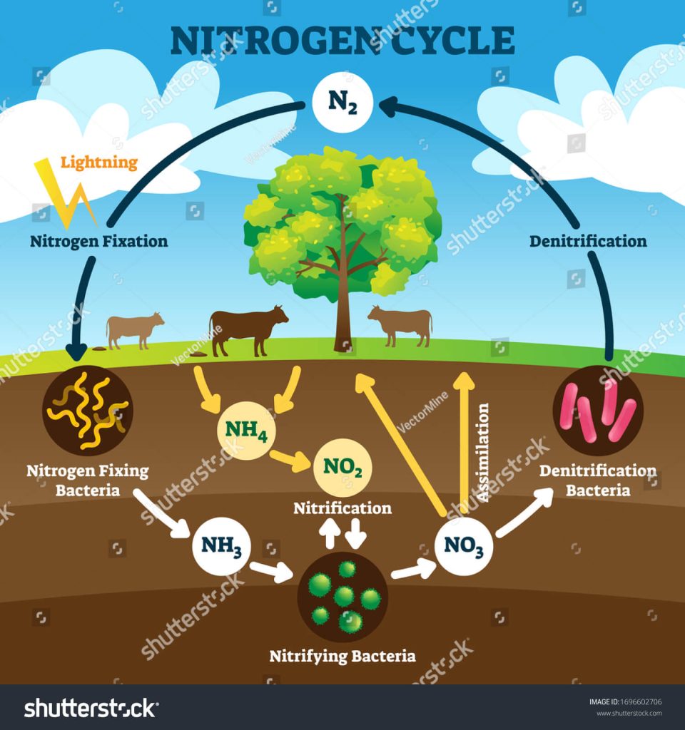 Science Project On Nitrogen Cycle For Class 12th